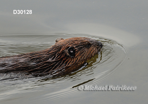 North American Beaver (Castor canadensis)